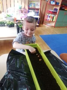 PSZCZÓŁKI - chłopiec zasadza nasiona cebulek